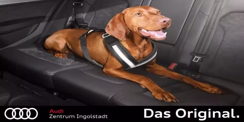 Original Audi Hundeschutzgurt Größe L für Rücksitzbank – 8X0019409B